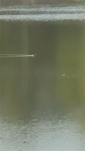 Cormorants and a Duckling in a Pond