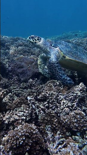 Nemo and Crush! Hawskbill turtle and Clownfish hanging out on a coral reef