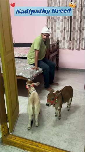 1 Feet Tall Cow?! 😲 The Nadipathy Breed Wonders , They are 1Year old #Shorts #littleradhe #youtube