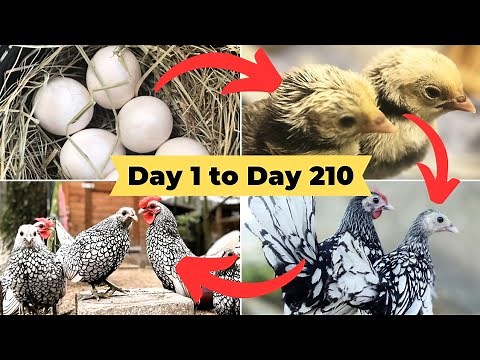 Silver Sebright Chicken Growth Time Lapse from Broody Hen Hatching Eggs to Adult Sebright Bantam