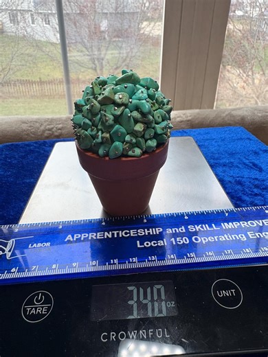 Handmade Howlite Turquoise Cactus - Etsy