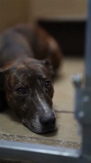 Forgotten shelter dog gets a new home that he deserves
