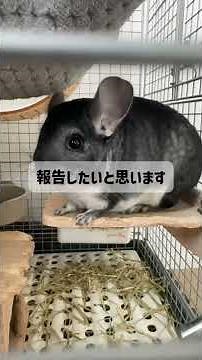 ナメクジについて