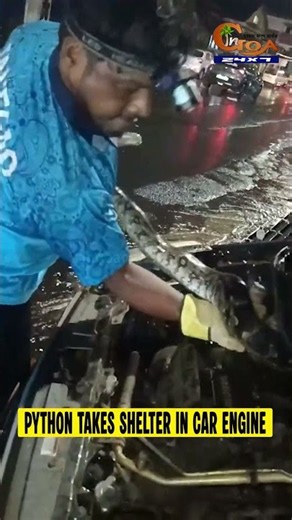 Massive Python Found Inside Car Engine at St Inez