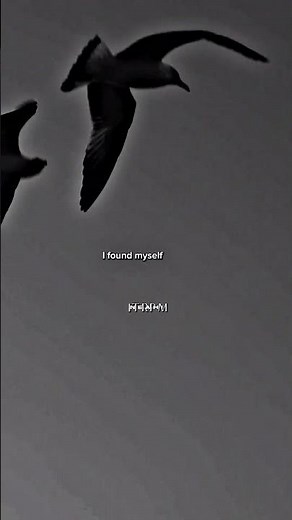 Sia - Bird set free ( speed up + lyrics)