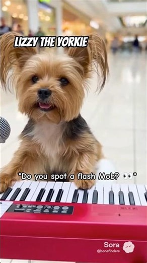 Lizzy the Yorkie | Mall Music Turns Into a Flash Mob 🎹🐾