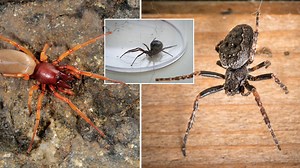 Here’s how to spot the UK’s biting spiders
