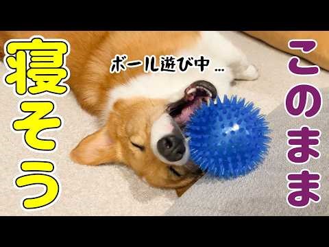 A grumpy corgi that looks like it could fall asleep with a ball in its mouth.