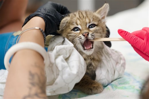 Orphaned bobcat kittens rescued in Oregon return to the wild