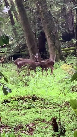 Black-tailed deers#nature #naturelovers #natural #forest #wildlife #relax #relaxing #deer