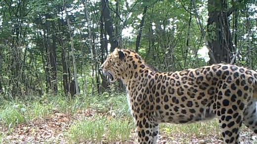 Siberian tigers, Amur leopards flourish in NE China's national park