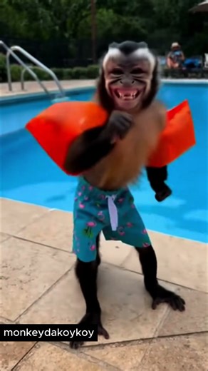 Monkey Goes Chill in The Pool – Best Dance Ever!