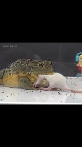 96K views · 858 reactions | Asian frogs will eat mice. | Insect Forest | Facebook