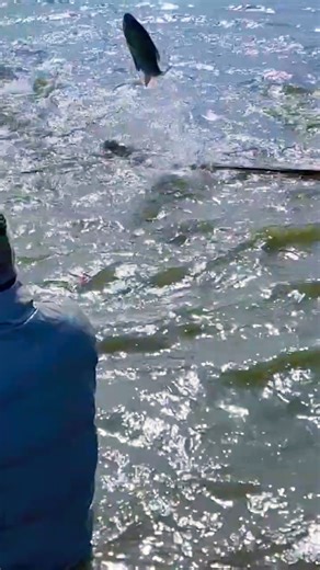 Catching Fish with Village Style Drag Net #Shorts