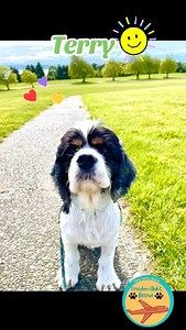 7.1K views · 219 reactions | Terry is wondering if you will be his...