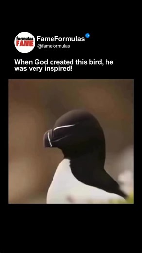 earned, not given on Instagram: "The “Arctic Logo” Formula: Nature’s Masterclass in Minimalist Design 🐧🎨 If nature had a graphic design department, the Crested Auklet would be its flagship project. This Arctic bird isn’t just a species; it’s a living lesson in high-contrast, premium branding. The High-Contrast Hook: The striking white markings against its deep charcoal feathers aren’t just random—they are high-definition “visual signatures.” In design, this level of Symmetry and Contrast is wh