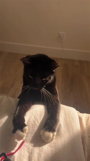 Sunday’s are made for #funny #cat #fyp #loki #cute