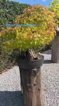 The Herons Bonsai Walk is located at RHS Garden Wisley in Woking, Surrey, UK