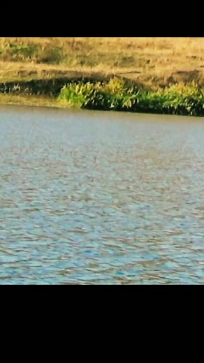 14K views · 39 reactions | Plătică la plută ❤️ Float fishing ❤️ *video recorded on sony hdr cx405 and edited in YouCut(androidApp) music in this video: https://www.facebook.com/sound/collection/?sound_collection_tab=sound_tracks&asset_id=618080516971931&reference=direct_link #pescuitsportiv #enjoy #fishing #pescuit #fishingislife #fishingtrip #carp #photo #amazinglife | Pescuit la plută ca în copilărie | Facebook