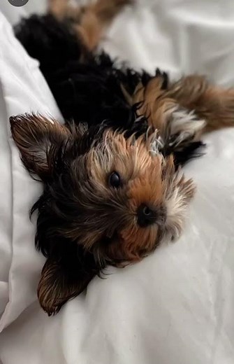 Tiny Yorkie, Big Attitude | Funniest 4lb Dog on the Internet