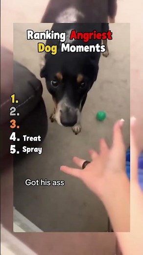 Ranking the angriest dog moments! #viral #funny #dog #pets #shorts