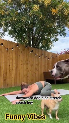 Funny Yoga Chaos With Chihuahua and Pitbull #comedy #funny #love #besties #funnycute
