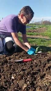 Brr...it may be cold but great gardening days are ahead. Learn how to plant cabbage from our Garden Manager Barb! There's plenty of uncertainty these days, but we are 100% confident we'll have produce for community supported agriculture! Visit our website for CSA prices and contact info: https://gormanfarm.org/product/csa/?mc_cid=8d92b3007b&mc_eid=[UNIQID] | Gorman Heritage Farm