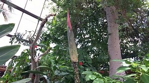 209 reactions · 45 shares | Our Amorphophallus Gigas at the Floral Showhouse has reached 10 feet 10 inches and will be blooming anytime now! Watch our Niagara Parks Nature & Gardens page for the latest developments! | Niagara Parks | Facebook