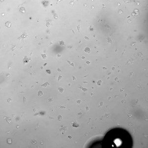 Mechanical Cell Reprogramming on Tissue-Mimicking Hydrogels for Cancer Cell Transdifferentiation S1