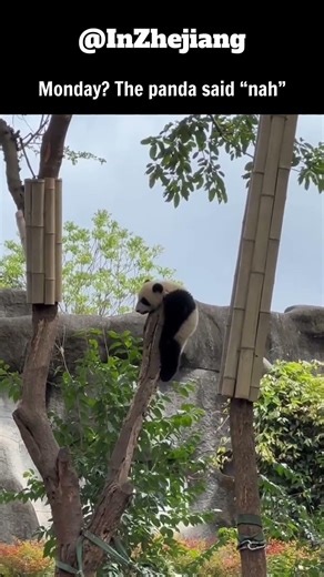 Even baby pandas hate Monday work 😭🐼 #MondayMood #PandaTok
