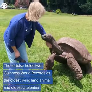 WORLD'S OLDEST LAND ANIMAL: A small British territory has a claim to fame as home of the oldest living land animal. Meet Jonathan the tortoise. | WBZ / CBS News Boston