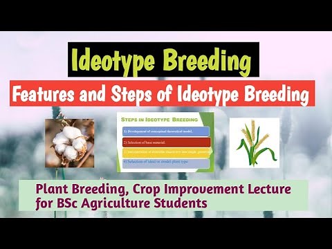 Ideotype breeding| features and steps of ideotype breeding