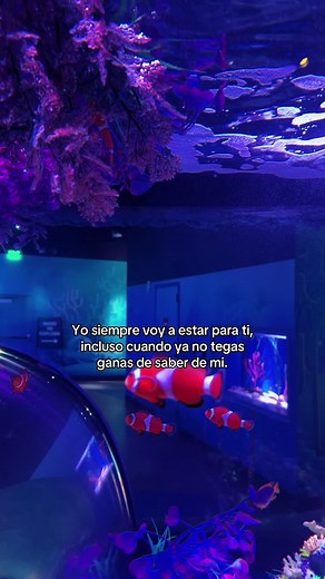 Siempre… #mujereslatinas #aquarium #frasesdeamor #compartir #fyppppppppppppppppppppppp