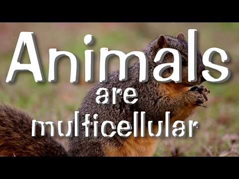 Science Song About Six Kingdoms of Life