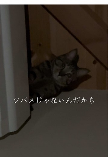 エアコンの上から降りてくる猫