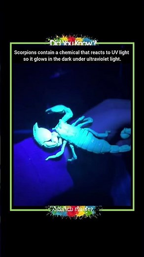 Scorpions Glow Under UV Light