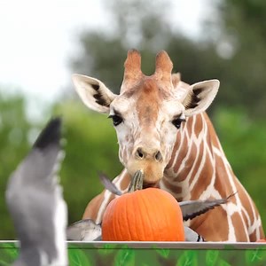 85K views · 525 reactions | Happy Halloween from Busch Gardens Tampa Bay | Busch Gardens Tampa Bay | Facebook