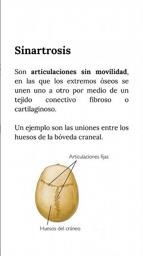 ARTICULACIONES | Tipos de articulaciones #anatomiahumana #anatomia #anatomía #estudiantesdemedicina