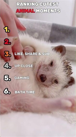Ranking cutest hedgehog moments 1 #cuteanimals #funny #cute #animals