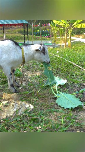 El mono Cherry cuida alegremente a su amigo cabrito.🐵🐐 #funny #monkey #animals #cute