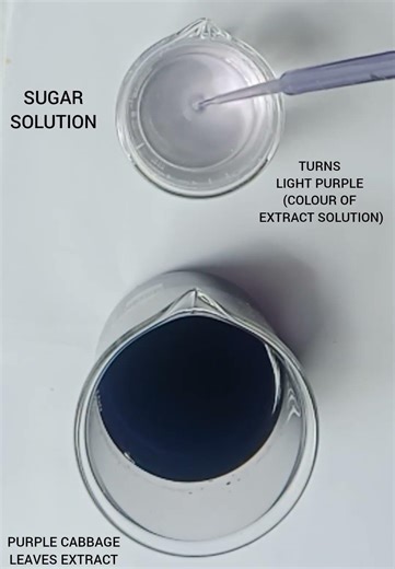 TESTING OF SUGAR SOLUTION WITH PURPLE CABBAGE NATURAL INDICATOR