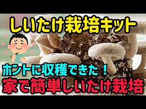 【解説】しいたけ栽培キットで子どもでも簡単しいたけ栽培＆収穫まで！【もりのしいたけ農園】