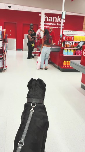 Dog Waits Patiently for Favorite Target Employee