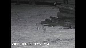 Watch 2021 Night Vision Goggles Night Deer Footage in the rain - True Infrared Technology by CREATIVE XP on Amazon Live