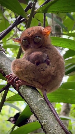 Strange alien-like monkey called tarsier