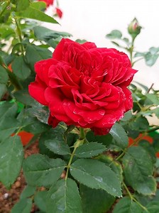 113K views · 10K reactions | Have a nice day. | Roses | Facebook