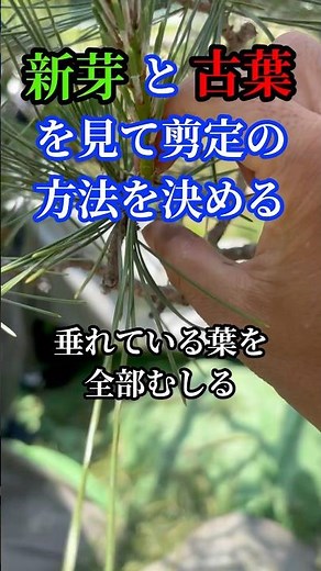 松の【新芽と古葉】を見て摘み方や葉揉みの仕方を変える#松の剪定