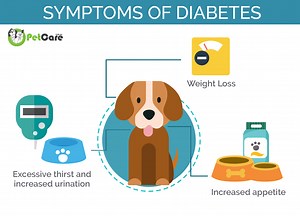Diabetes in Dogs | Symptoms and Treatments