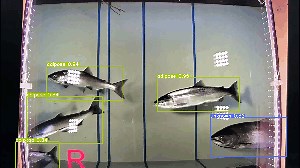 Using Computer Vision to Count Fish Populations (and Monitor Environmental Health)