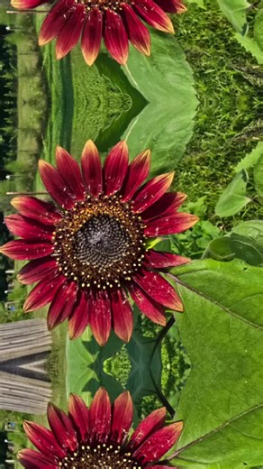 Amy Dubois Gen❌️ on TikTok